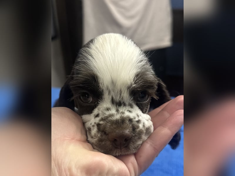 Aaden of Your Brilliand Diamond American Cocker Spaniel Rüde Suche eine liebevolle Familie