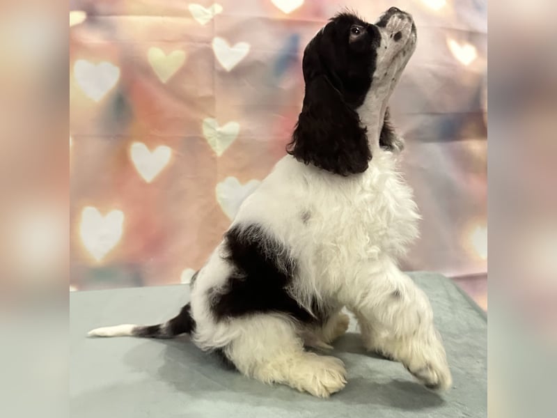 American Cocker Spaniel Jungs mit FCI Pedigree