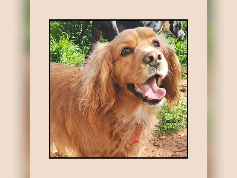 Cocker Spaniel Vinnie - eine ganz liebe, absolut menschenverliebte Seele sucht Familienanschluss!