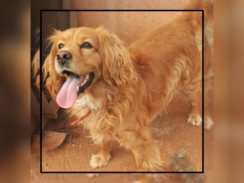 Cocker Spaniel Vinnie - eine ganz liebe, absolut menschenverliebte Seele sucht Familienanschluss!