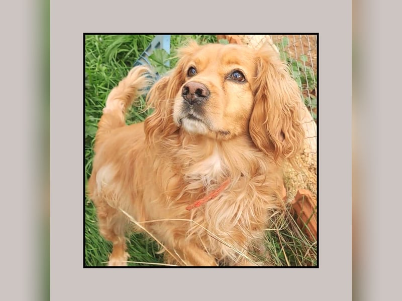 Cocker Spaniel Vinnie - eine ganz liebe, absolut menschenverliebte Seele sucht Familienanschluss!