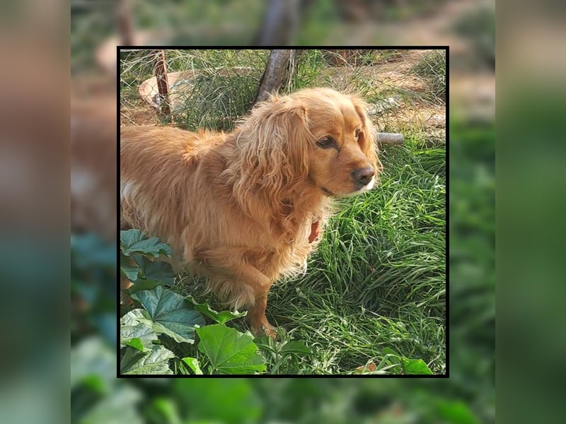 Cocker Spaniel Vinnie - eine ganz liebe, absolut menschenverliebte Seele sucht Familienanschluss!