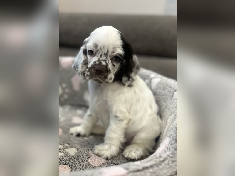 Anton of Your Brilliand Diamond American Cocker Spaniel Rüde Suche eine liebevolle Familie