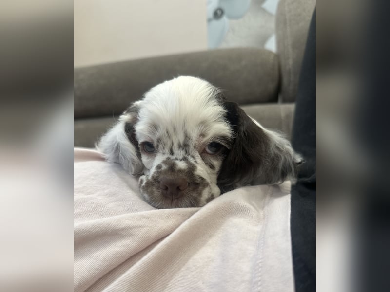 Anton of Your Brilliand Diamond American Cocker Spaniel Rüde Suche eine liebevolle Familie