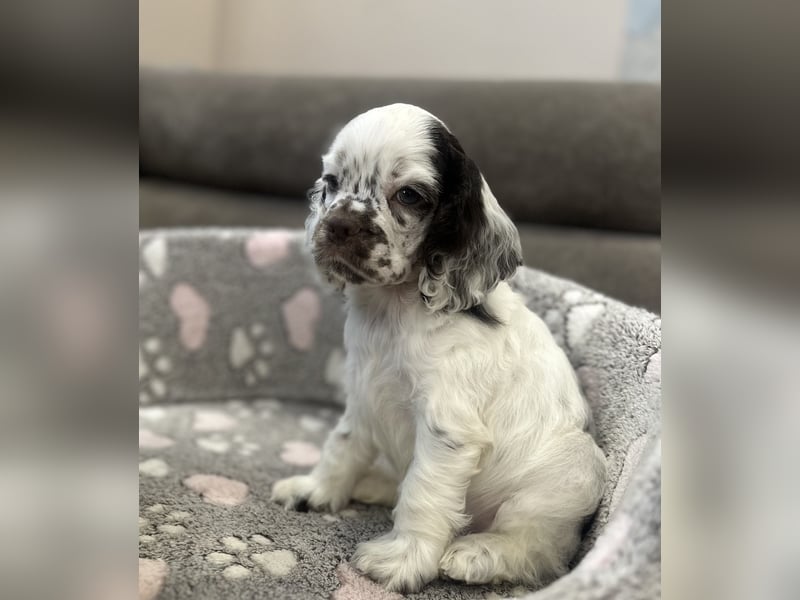 Anton of Your Brilliand Diamond American Cocker Spaniel Rüde Suche eine liebevolle Familie