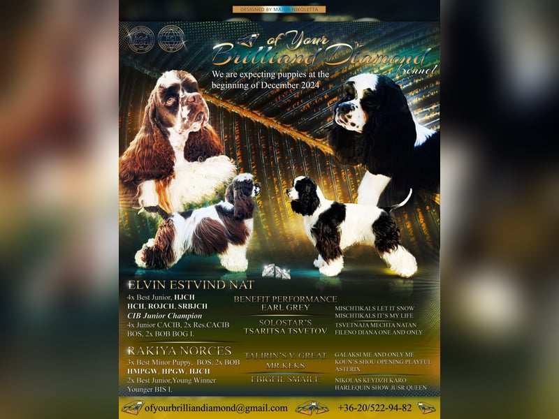 Anton of Your Brilliand Diamond American Cocker Spaniel Rüde Suche eine liebevolle Familie