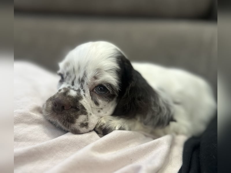 Anton of Your Brilliand Diamond American Cocker Spaniel Rüde Suche eine liebevolle Familie