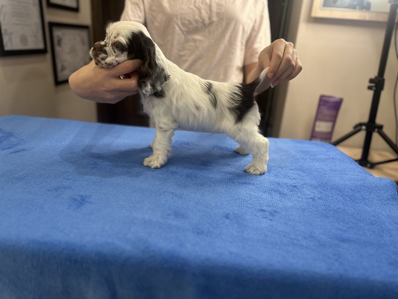 Anton of Your Brilliand Diamond American Cocker Spaniel Rüde Suche eine liebevolle Familie