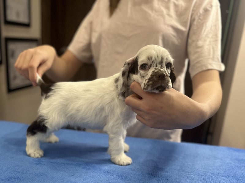 Anton of Your Brilliand Diamond American Cocker Spaniel Rüde Suche eine liebevolle Familie