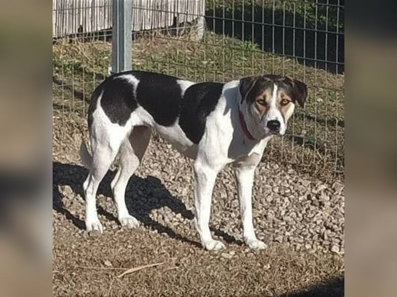 Cleopatra (Cleo) - zum erstenmal ein Zuhause ?