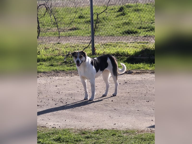 Cleopatra (Cleo) - zum erstenmal ein Zuhause ?