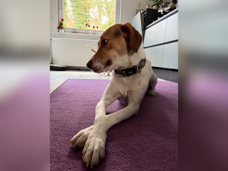 Zarte Foxhoubd ähnl. Hündin, 3J., gepflegt, stubenrein