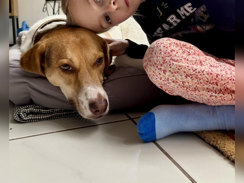 Zarte Foxhoubd ähnl. Hündin, 3J., gepflegt, stubenrein