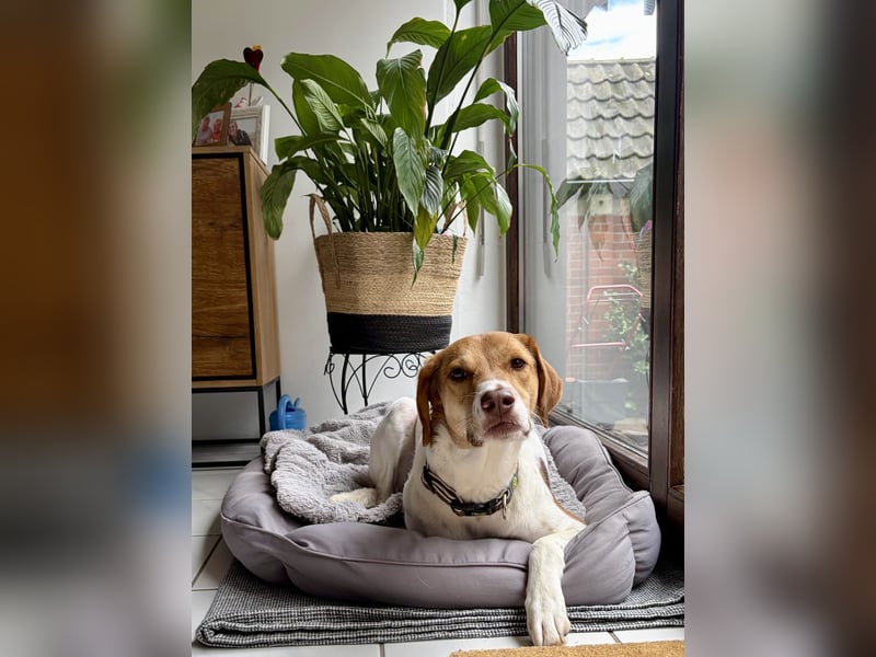 Zarte Foxhoubd ähnl. Hündin, 3J., gepflegt, stubenrein