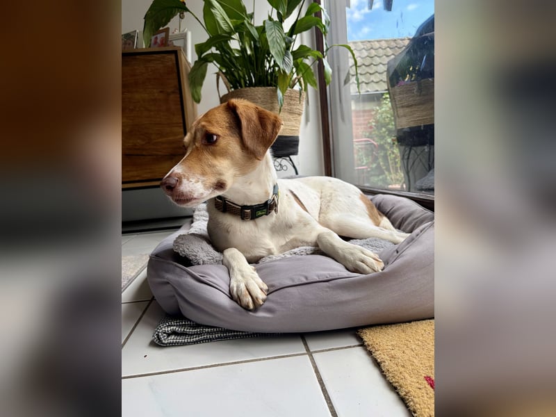 Zarte Foxhoubd ähnl. Hündin, 3J., gepflegt, stubenrein