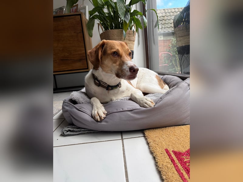 Zarte Foxhoubd ähnl. Hündin, 3J., gepflegt, stubenrein