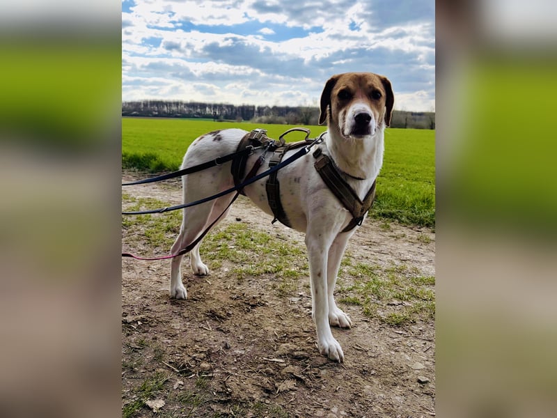 Zarte Foxhoubd ähnl. Hündin, 3J., gepflegt, stubenrein