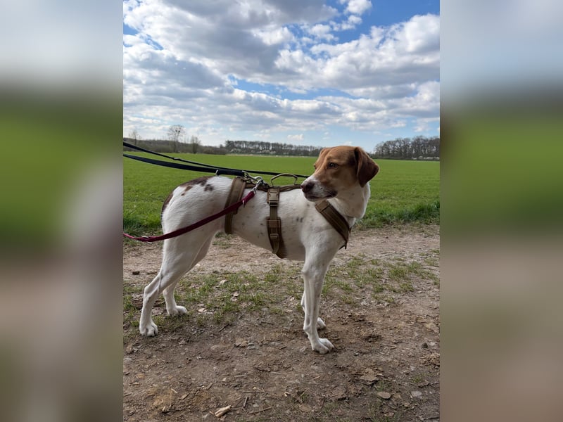 Zarte Foxhoubd ähnl. Hündin, 3J., gepflegt, stubenrein