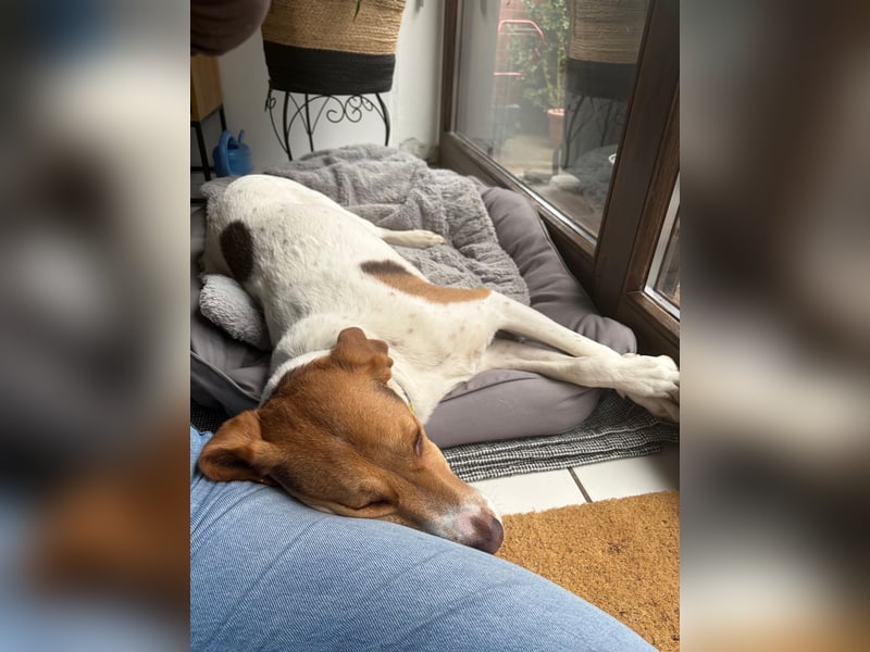 Zarte Foxhoubd ähnl. Hündin, 3J., gepflegt, stubenrein