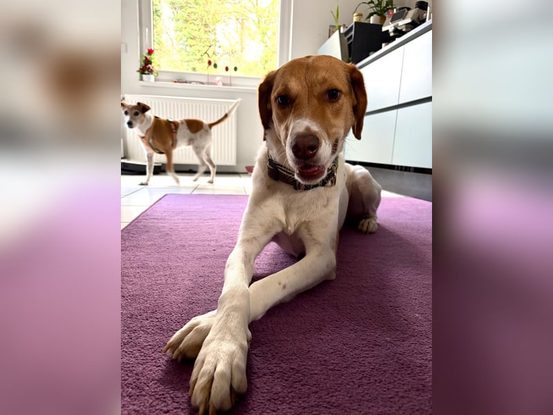 Zarte Foxhoubd ähnl. Hündin, 3J., gepflegt, stubenrein