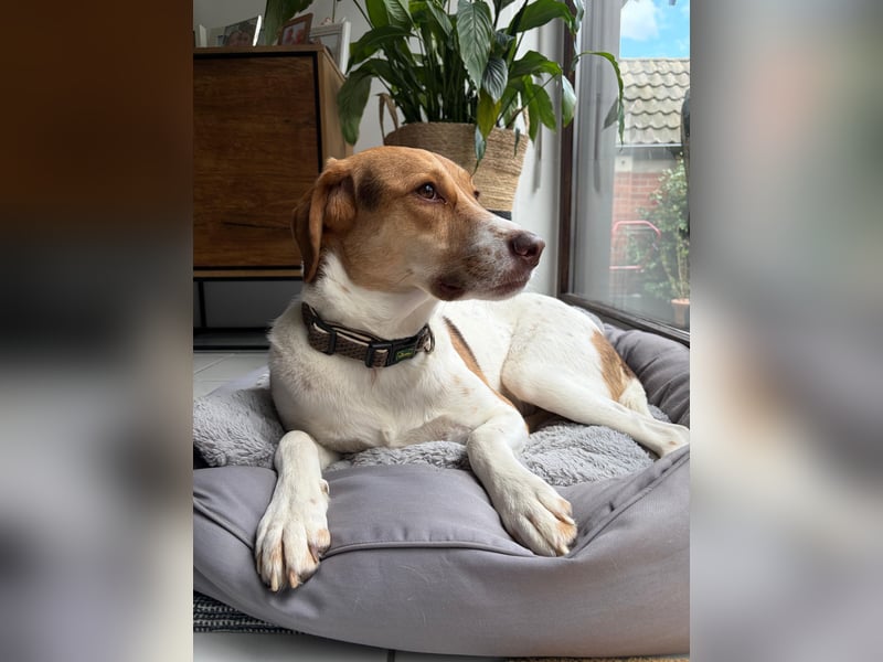 Zarte Foxhoubd ähnl. Hündin, 3J., gepflegt, stubenrein