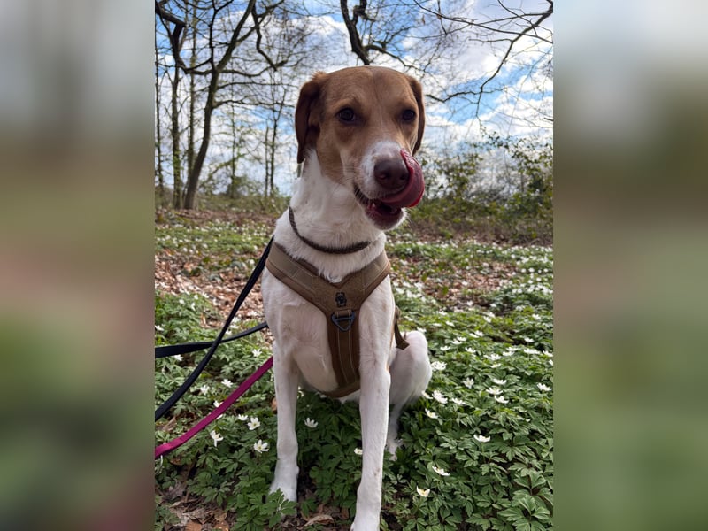 Zarte Foxhoubd ähnl. Hündin, 3J., gepflegt, stubenrein