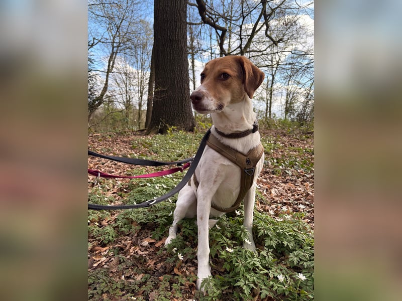Zarte Foxhoubd ähnl. Hündin, 3J., gepflegt, stubenrein