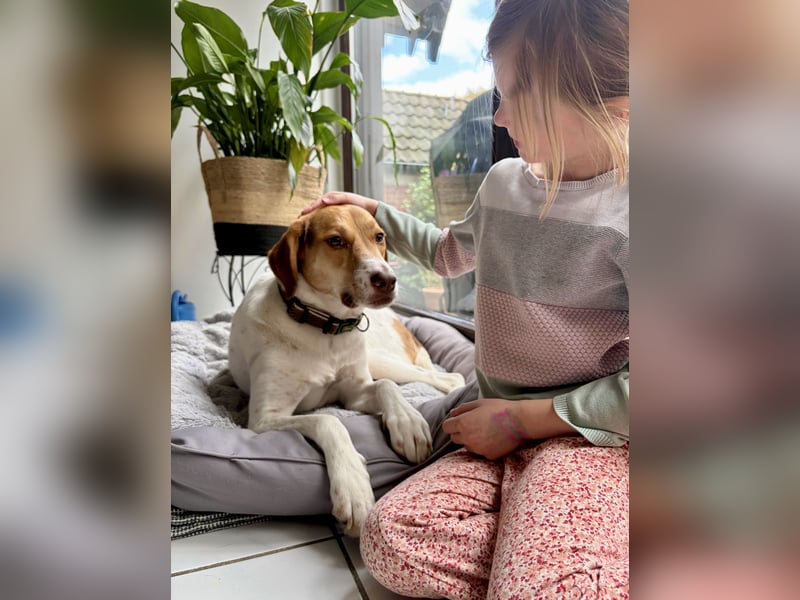 Zarte Foxhoubd ähnl. Hündin, 3J., gepflegt, stubenrein