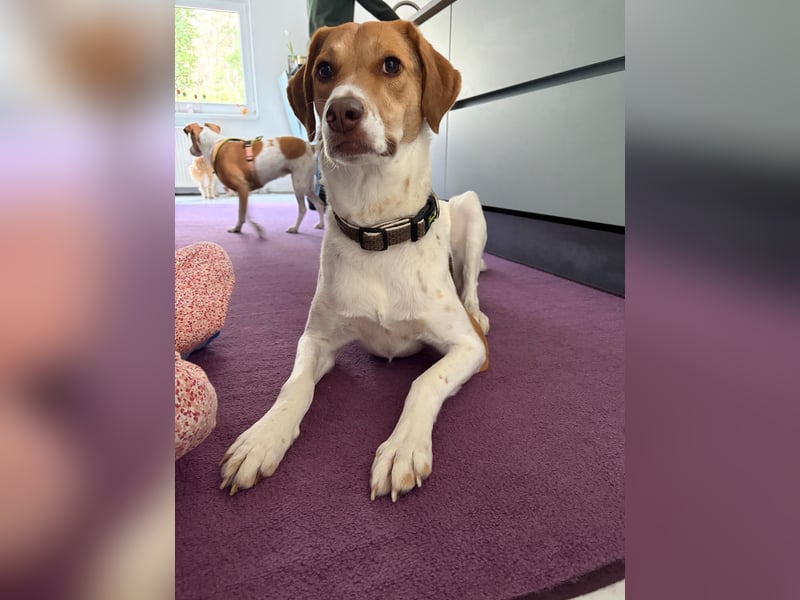 Zarte Foxhoubd ähnl. Hündin, 3J., gepflegt, stubenrein