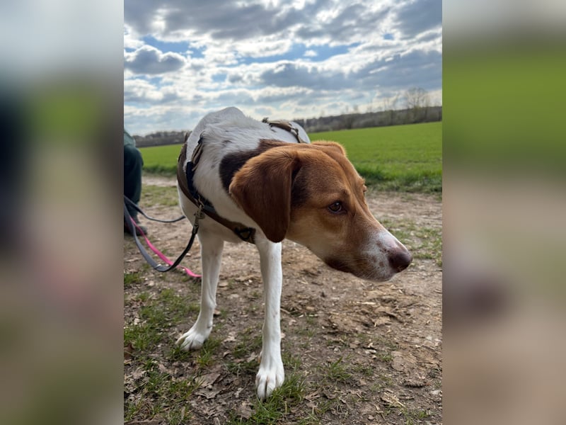 Zarte Foxhoubd ähnl. Hündin, 3J., gepflegt, stubenrein