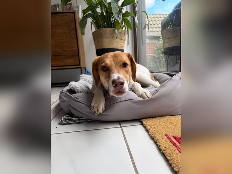 Zarte Foxhoubd ähnl. Hündin, 3J., gepflegt, stubenrein