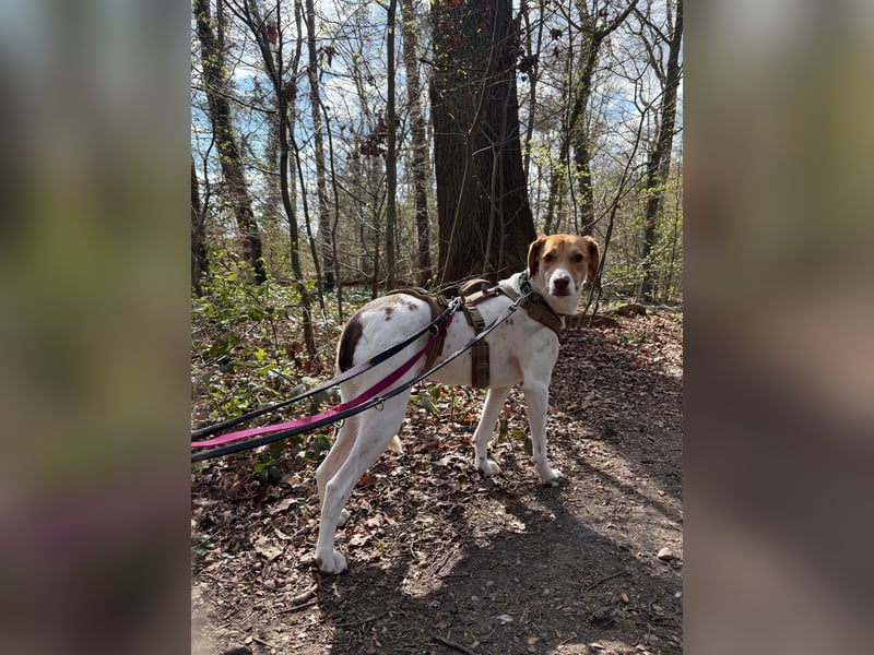 Zarte Foxhoubd ähnl. Hündin, 3J., gepflegt, stubenrein