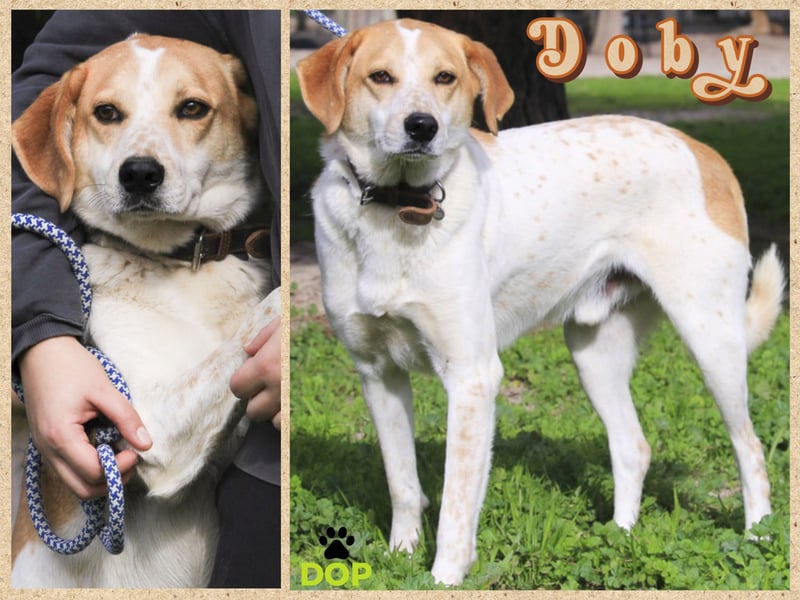 DOBY ✴️ hat ein Ticket für Deutschland -> auf Pflegestelle !!