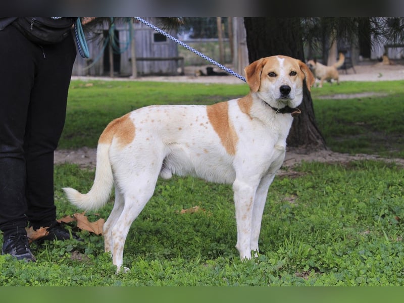 DOBY ✴️ hat ein Ticket für Deutschland -> auf Pflegestelle !!