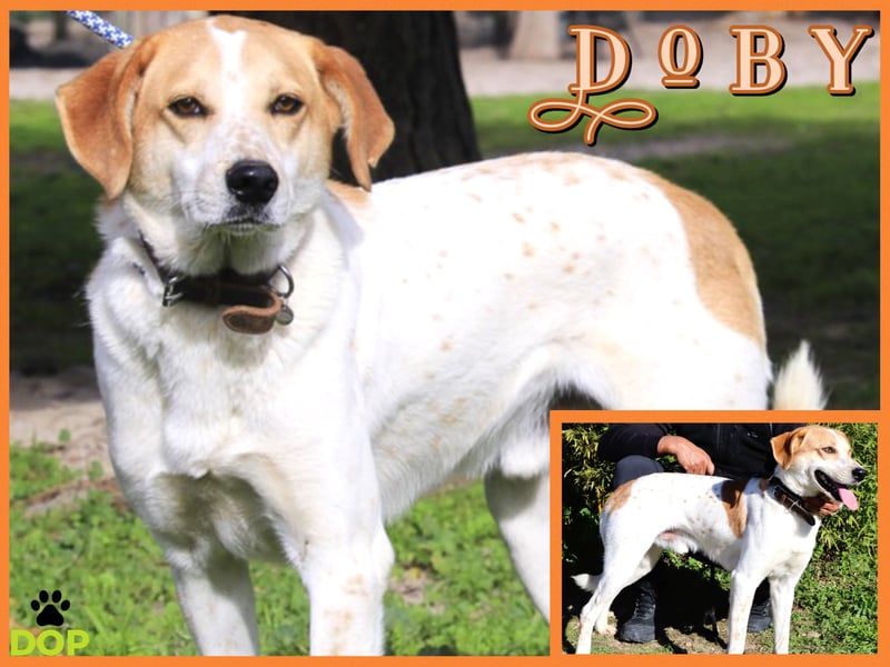 DOBY ✴️ hat ein Ticket für Deutschland -> auf Pflegestelle !!