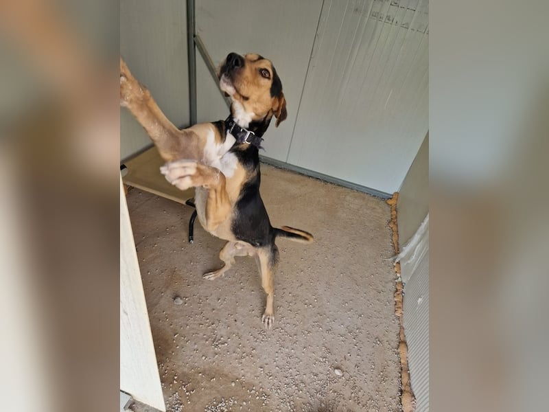 Lebhafter und fröhlicher Junghund BUDDY sucht ein Zuhause