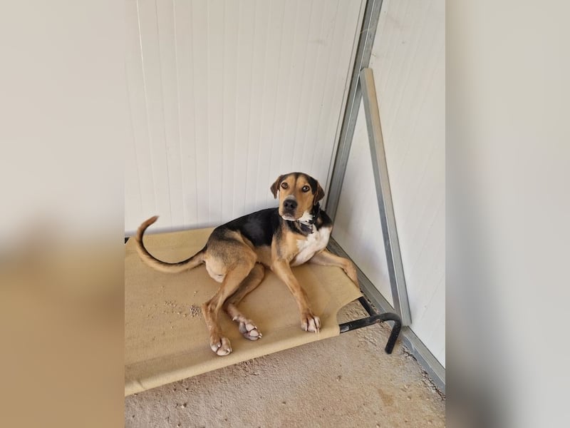 Lebhafter und fröhlicher Junghund BUDDY sucht ein Zuhause