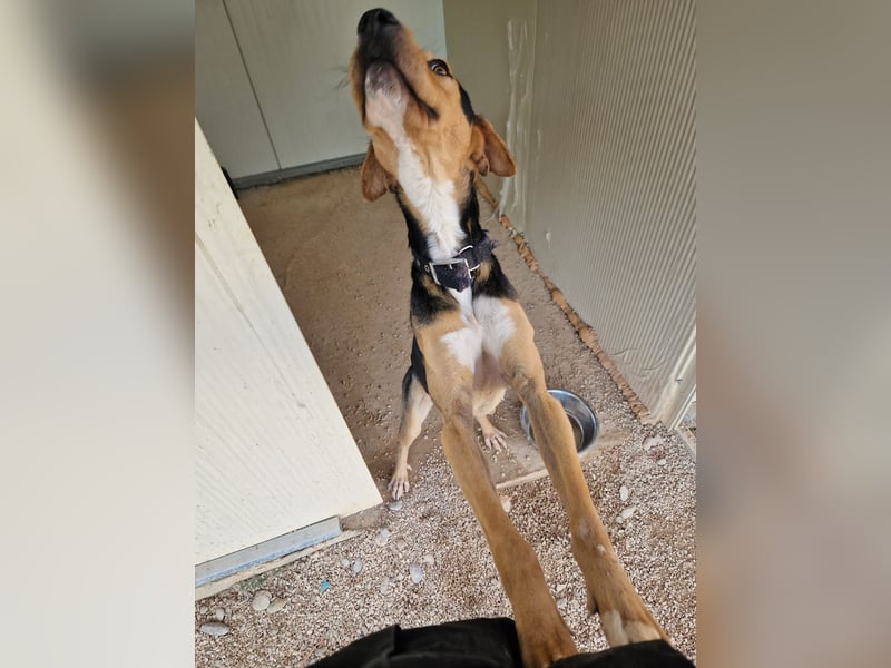 Lebhafter und fröhlicher Junghund BUDDY sucht ein Zuhause