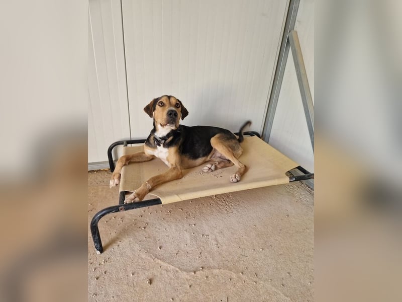 Lebhafter und fröhlicher Junghund BUDDY sucht ein Zuhause