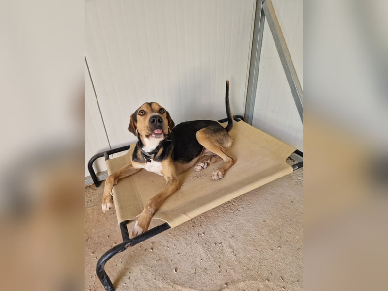 Lebhafter und fröhlicher Junghund BUDDY sucht ein Zuhause