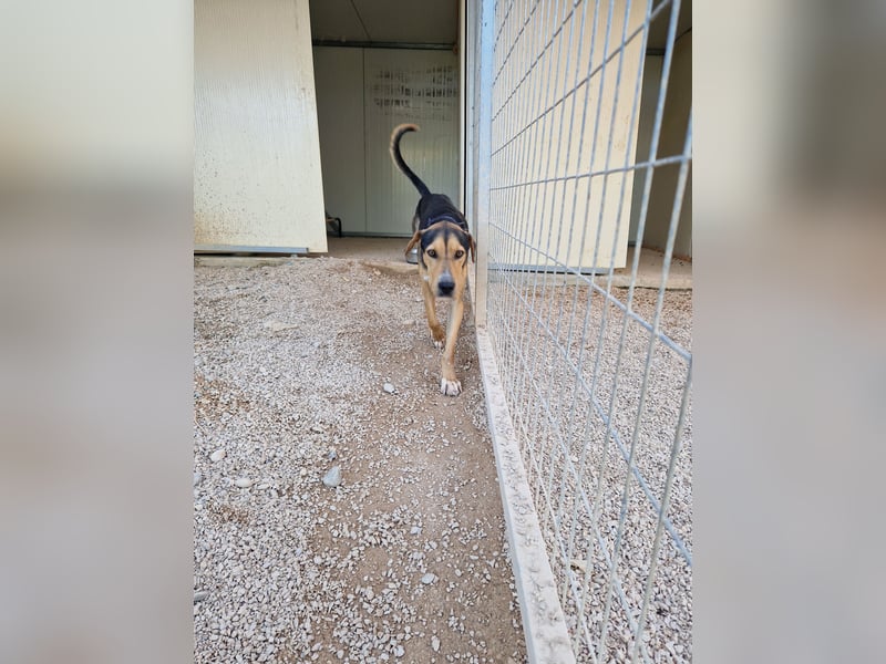 Lebhafter und fröhlicher Junghund BUDDY sucht ein Zuhause