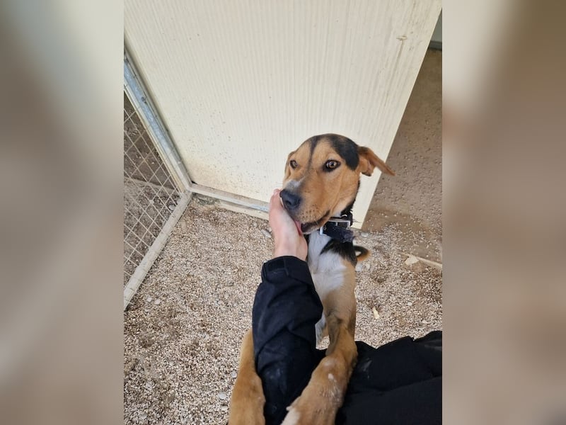 Lebhafter und fröhlicher Junghund BUDDY sucht ein Zuhause