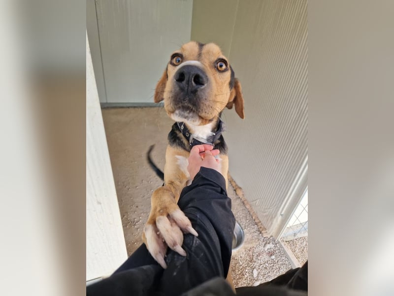 Lebhafter und fröhlicher Junghund BUDDY sucht ein Zuhause