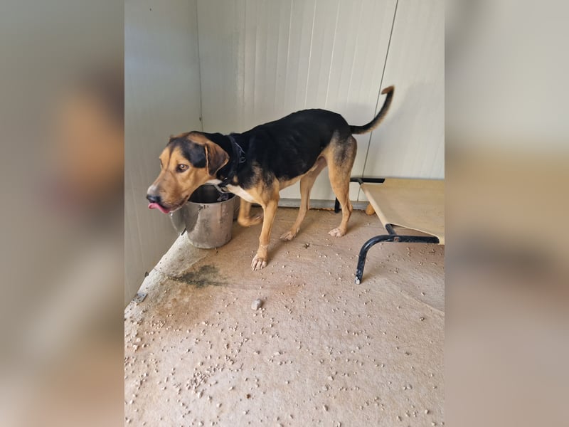 Lebhafter und fröhlicher Junghund BUDDY sucht ein Zuhause