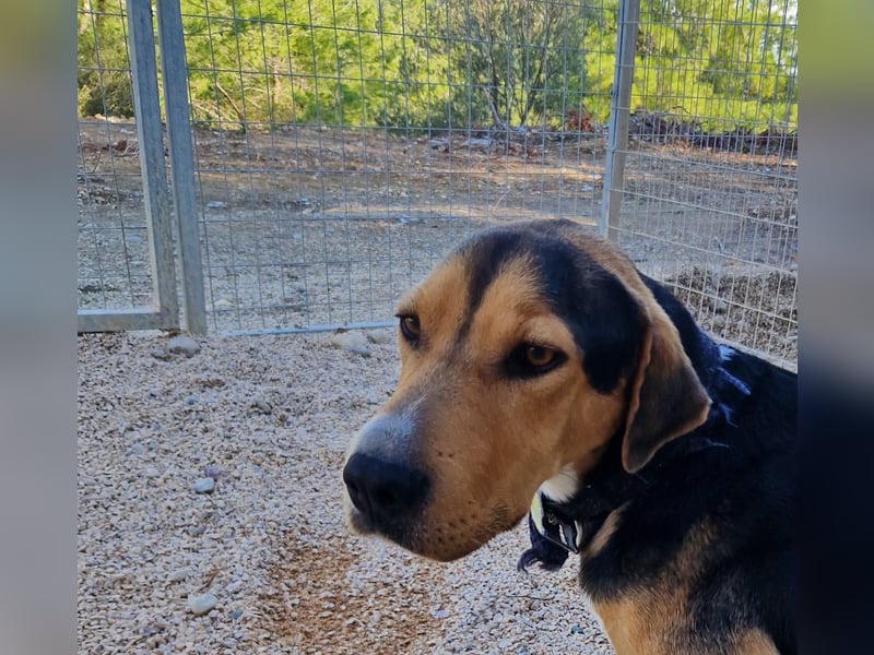 Lebhafter und fröhlicher Junghund BUDDY sucht ein Zuhause