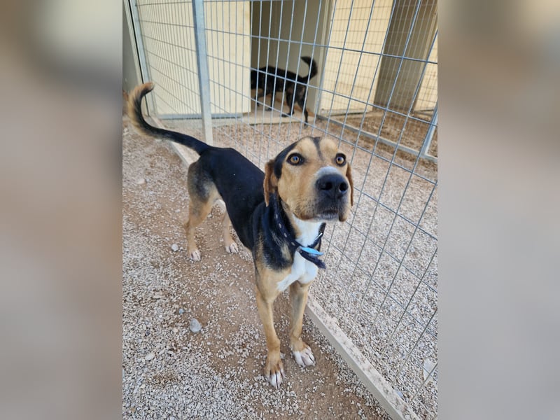 Lebhafter und fröhlicher Junghund BUDDY sucht ein Zuhause