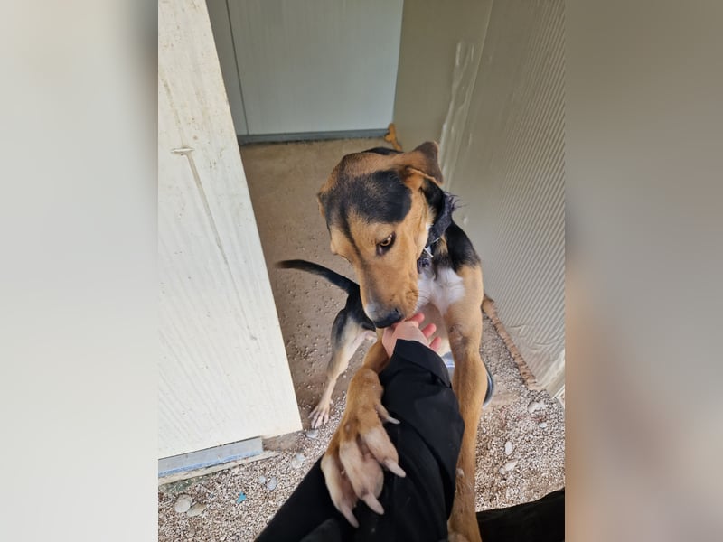 Lebhafter und fröhlicher Junghund BUDDY sucht ein Zuhause