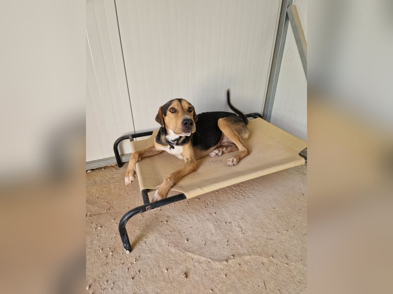 Lebhafter und fröhlicher Junghund BUDDY sucht ein Zuhause