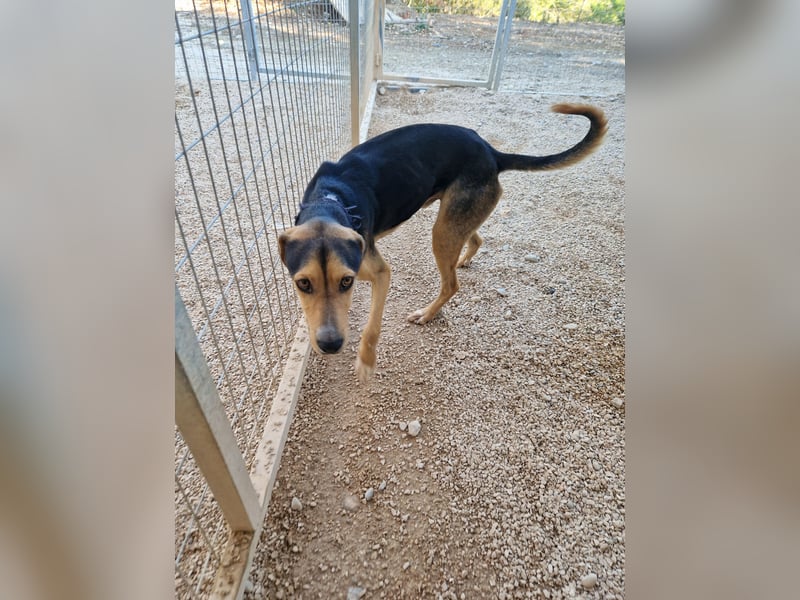 Lebhafter und fröhlicher Junghund BUDDY sucht ein Zuhause