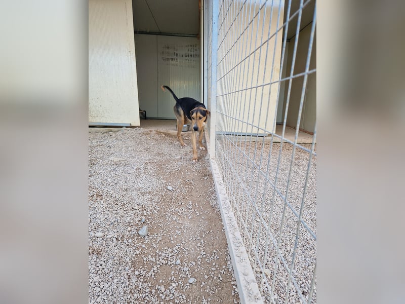 Lebhafter und fröhlicher Junghund BUDDY sucht ein Zuhause